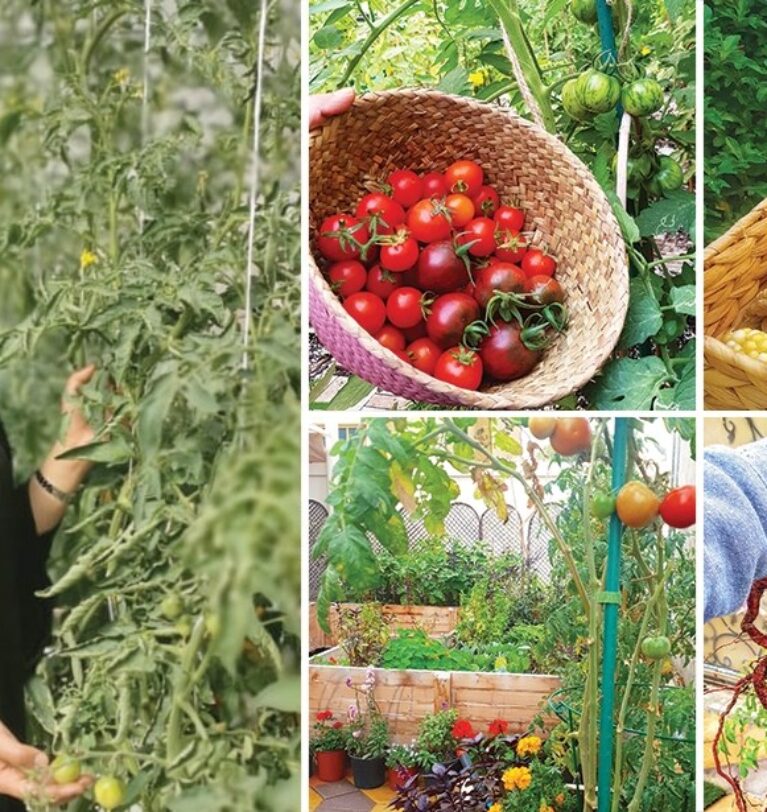 الزراعة المنزلية من الصفر: دليلك الكامل لبدء الزراعة في البيت مع متجر غرسة