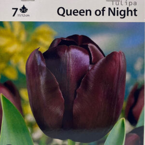 Tulipa Queen of the Night تيوليب أسود