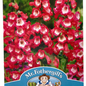 Penstemon بنسطيمون