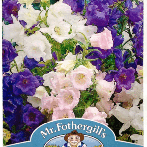 Canterbury bells أجراس كانتربيري