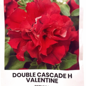 Double Cascade Valentine بيتونيا أحمر مكبس