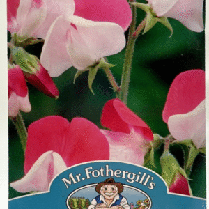 Sweet Pea زهرة البازلاء العطرية