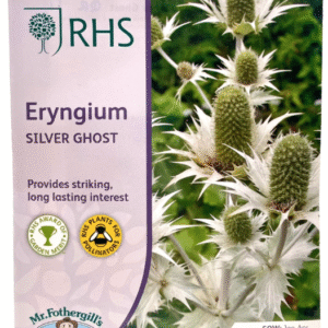 Eryngium ايرينغيم