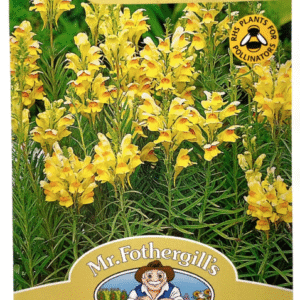 Linaria Toadflax ليناريا