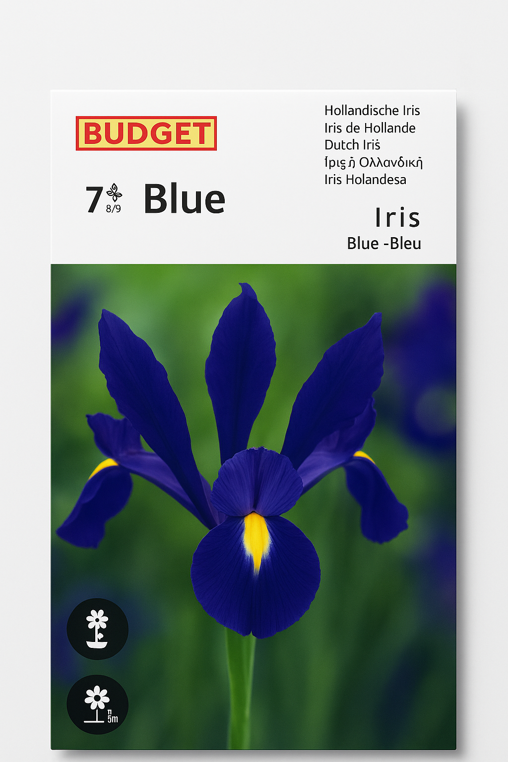 Blue Iris سوسن بنفسجي