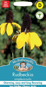 Rudbeckia عنبر كشمير