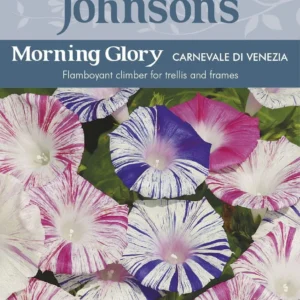 Morning Glory مجد الصباح (كرنفال)