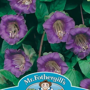 Cobaea زهرة الكوب