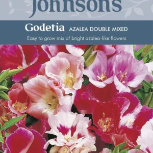 Godetia غوديتيا