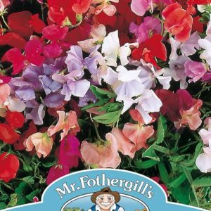 Sweet Pea Mix  زهرة البازلاء ملون