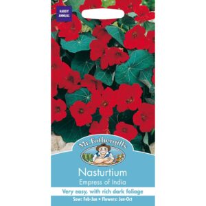 Nasturtium India أبو خنجر الهند