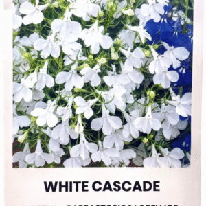 White Cascade لوبيليا أبيض