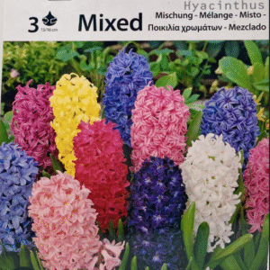 Hyacinthus هايسانثاس ملون