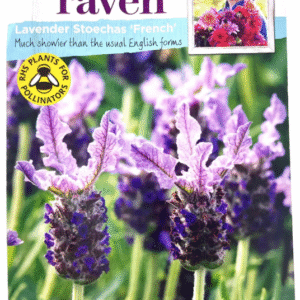 Lavendar Stoechas "French" لافندر فرنسي