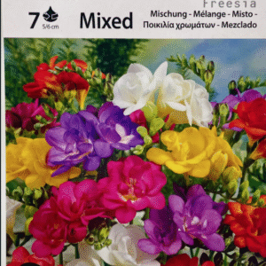 Freesia Color Mix سوسن فريزه ملون