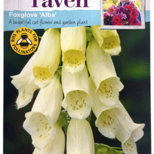 Foxglove Alba فوكس غلوف ألبا