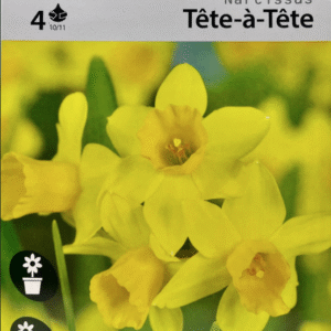 Tete-à-Tete Narcissus نرجس تيتي