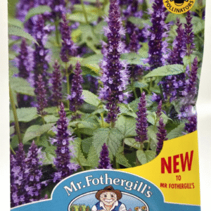 Agastache Astillo Indigo زوفا - هيسوب