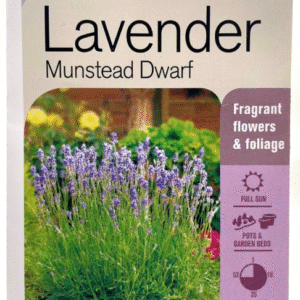 Dwarf Lavendar  الافندر القزم