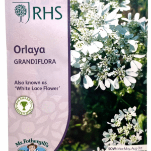 Orlaya أورلايا