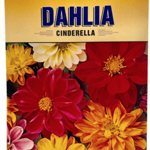 Dahlia Cinderella داليا
