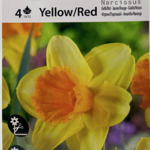 Yellow and Red Narcissus نرجس أصفر
