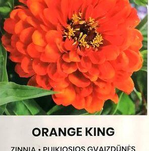 Orange King زينيا برتقالي