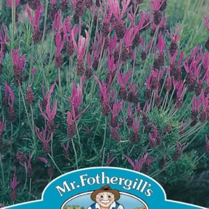 Lavender French لافندر فرنسي