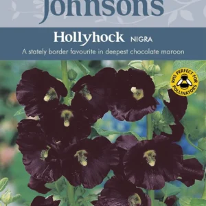 HollyHock الخطمية السوداء (هولي هوك)