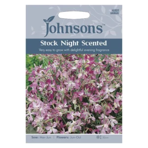 Stock Night Scented زهرة عطر الليل (عطرية)